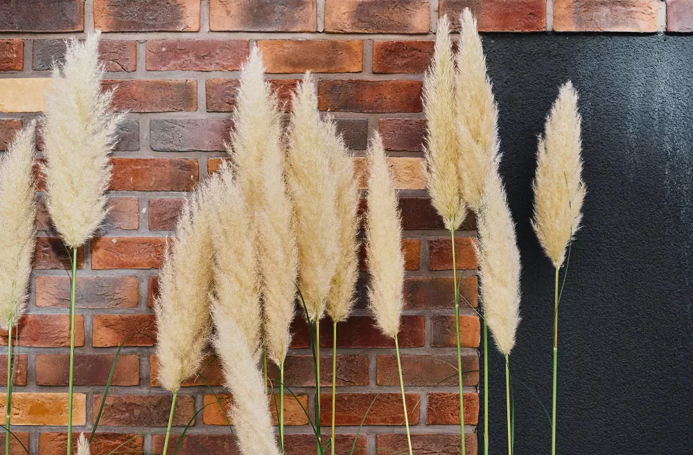 Capim-dos-Pampas (Cortaderia selloana)