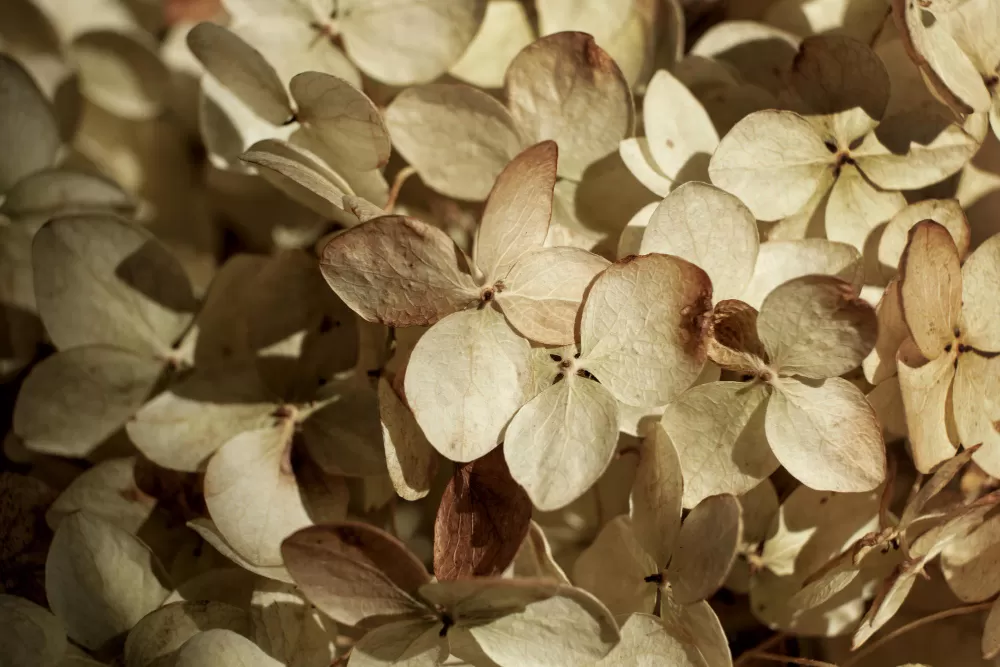 Hortênsias Secas (Hydrangea spp.)
